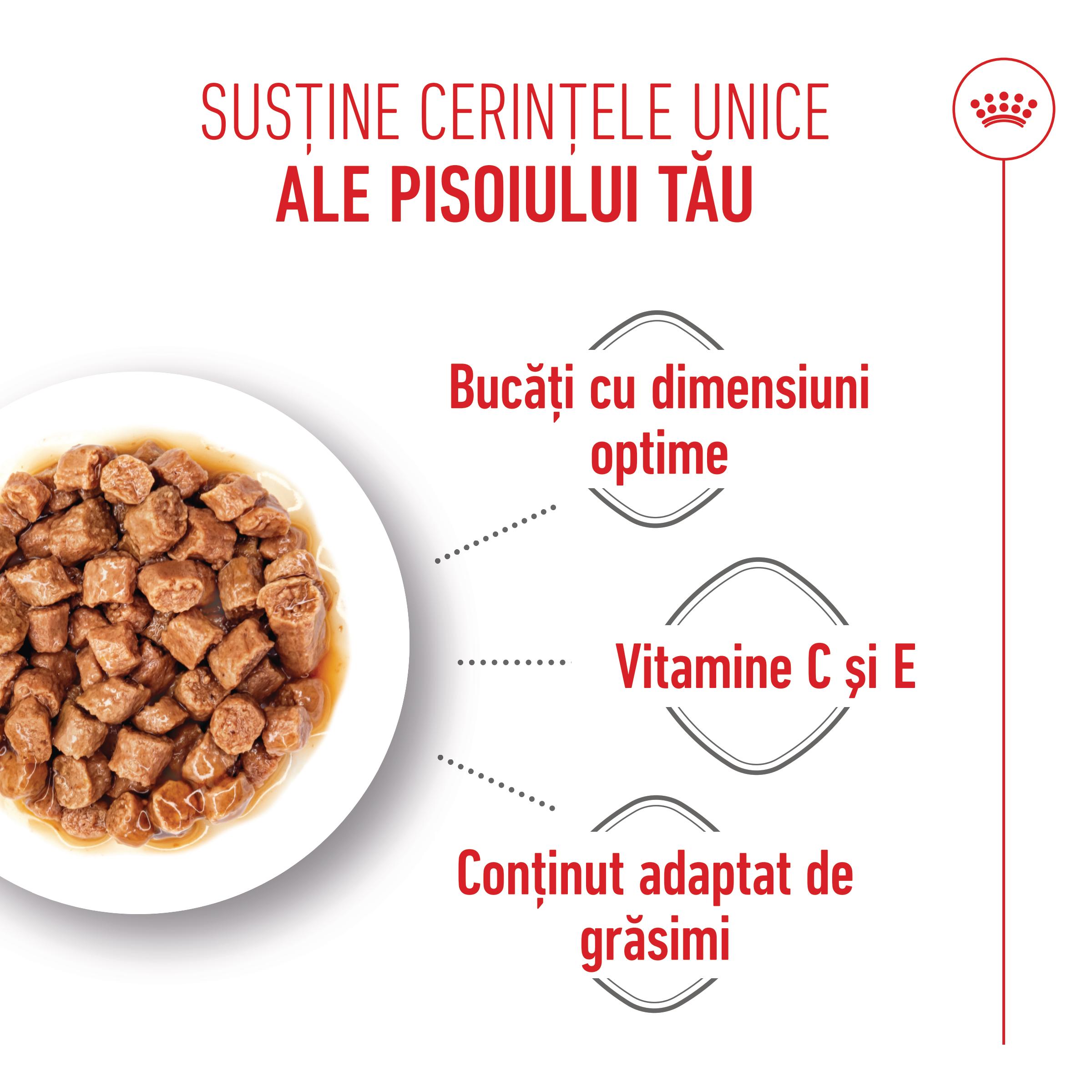 ROYAL CANIN Kitten Sterilised hrană umedă pisici sterilizate junior (în sos), bax, 85g x 12buc