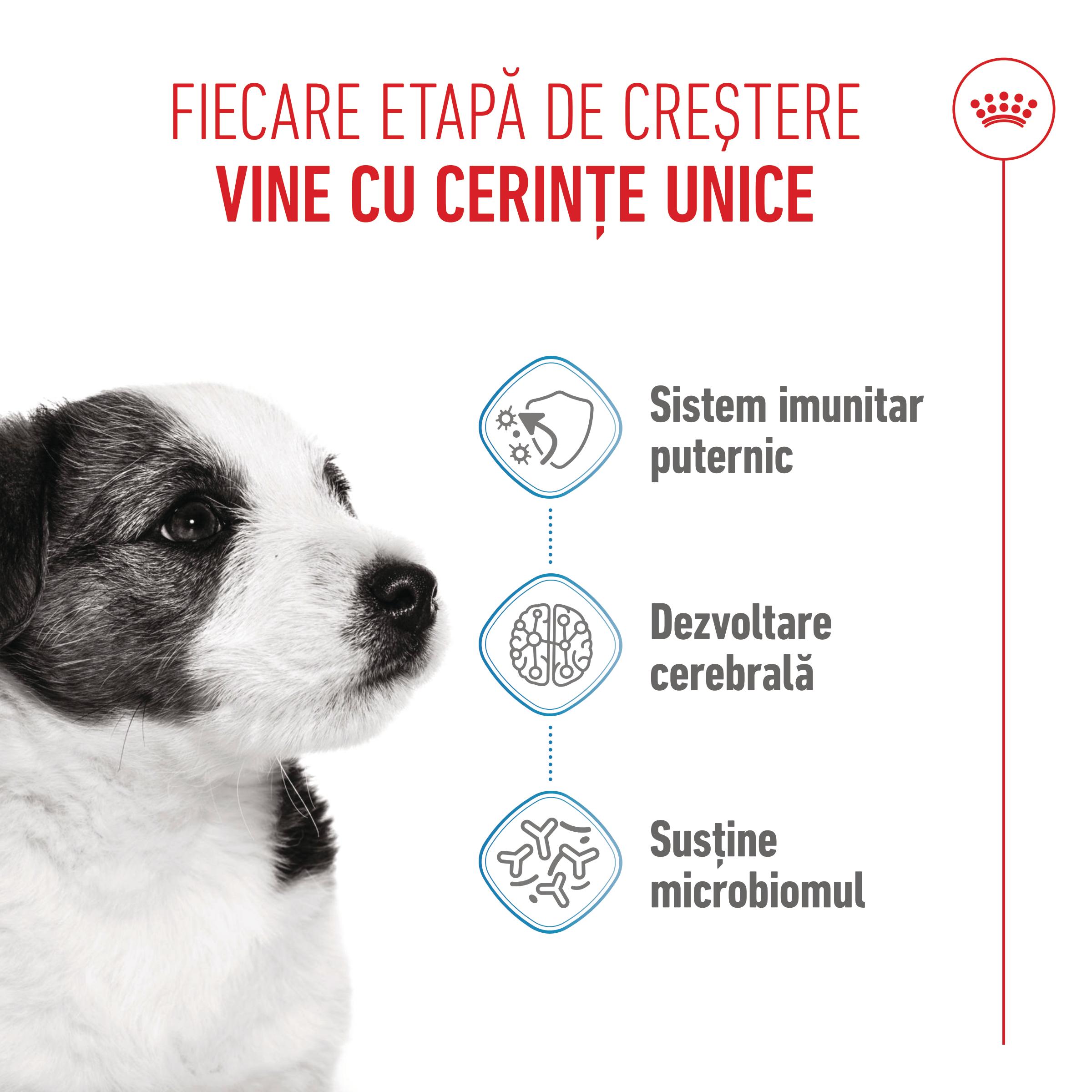 ROYAL CANIN Mini Puppy, hrană uscată câini junior, 2kg - 3 | YEO