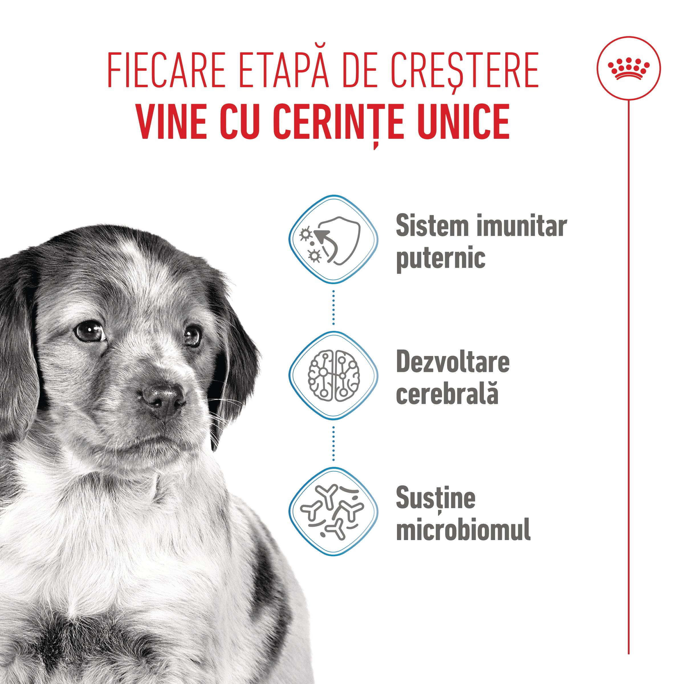 ROYAL CANIN Medium Puppy, hrană uscată câini junior, 1kg - 3 | YEO