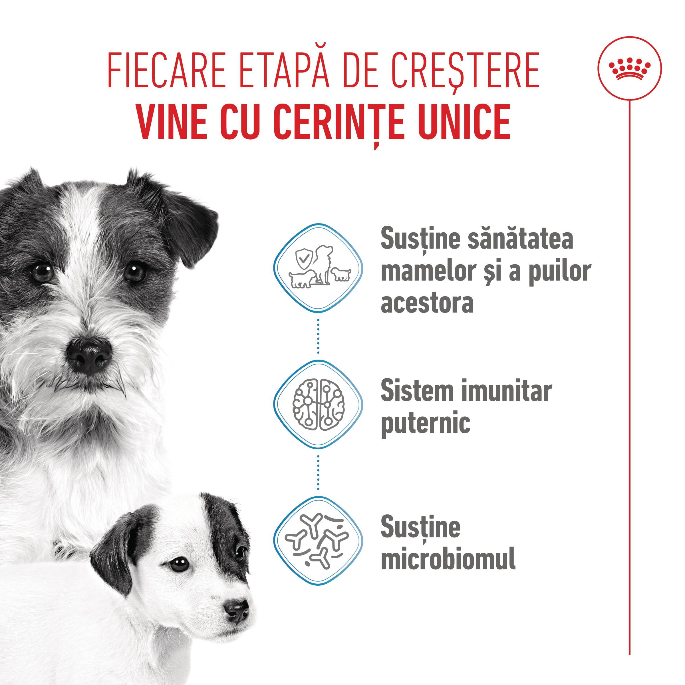 ROYAL CANIN Mini Starter Mother & Babydog, mama și puiul, hrană uscată câini, 1kg - 3 | YEO