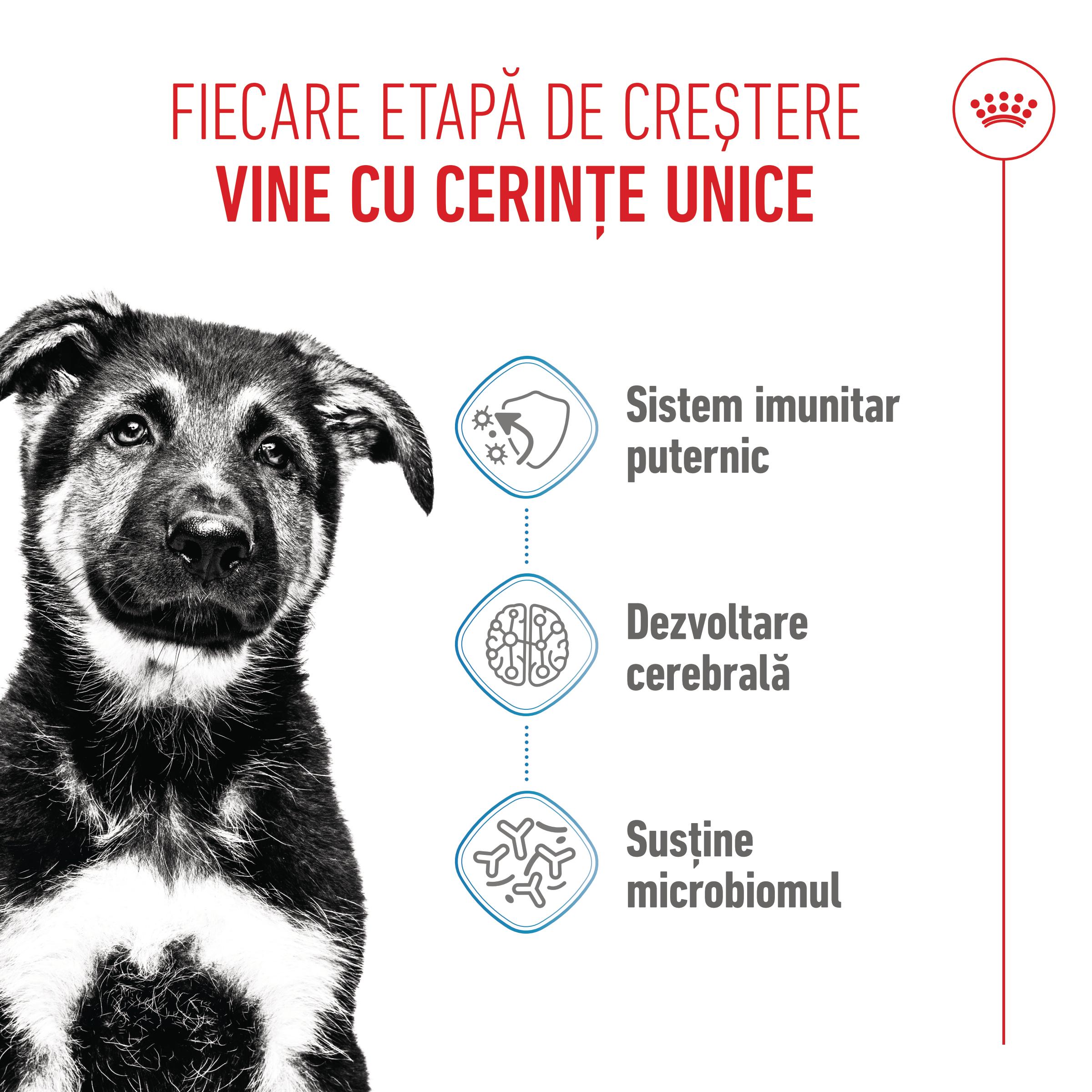 ROYAL CANIN Maxi Puppy, hrană uscată câini junior, 15kg - 3 | YEO