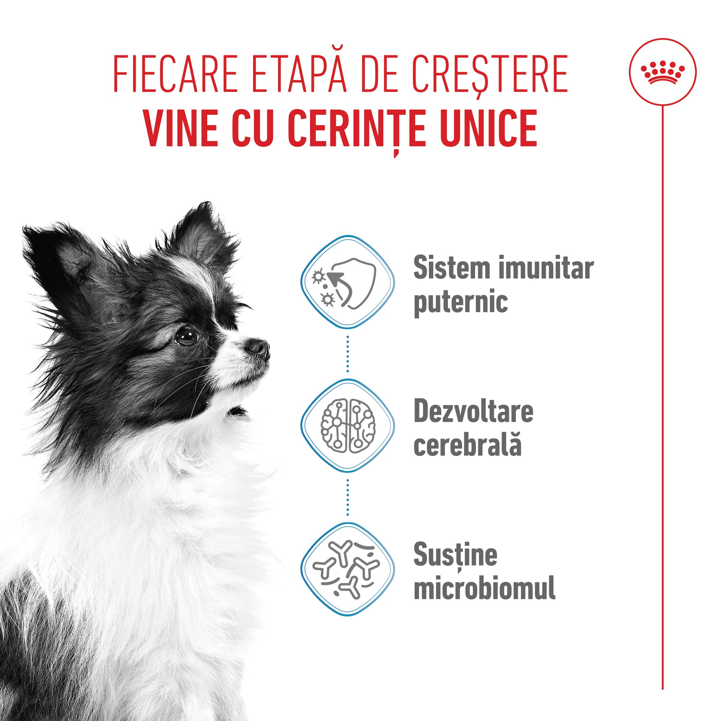 ROYAL CANIN X-Small Puppy, hrană uscată câini junior, 500g - 3 | YEO