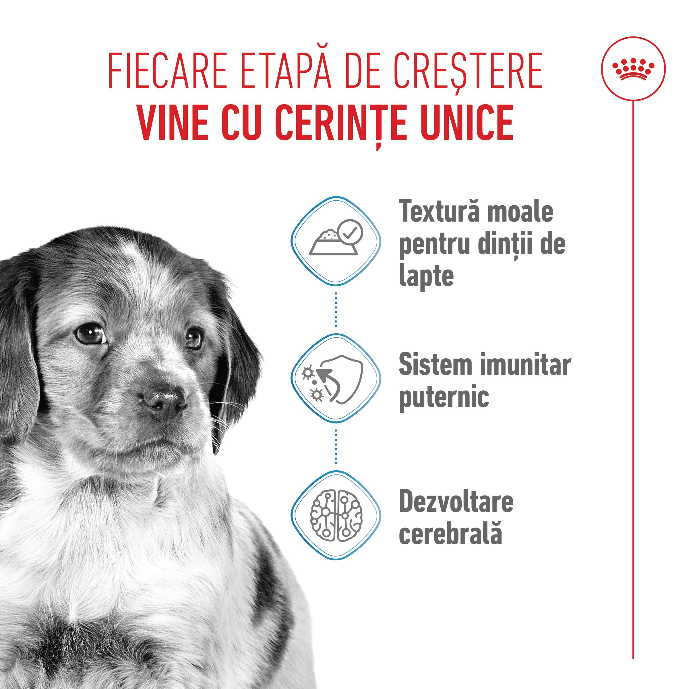 ROYAL CANIN Medium Puppy, hrană umedă câini junior, (în sos), bax, 140g x 10buc - 3 | YEO