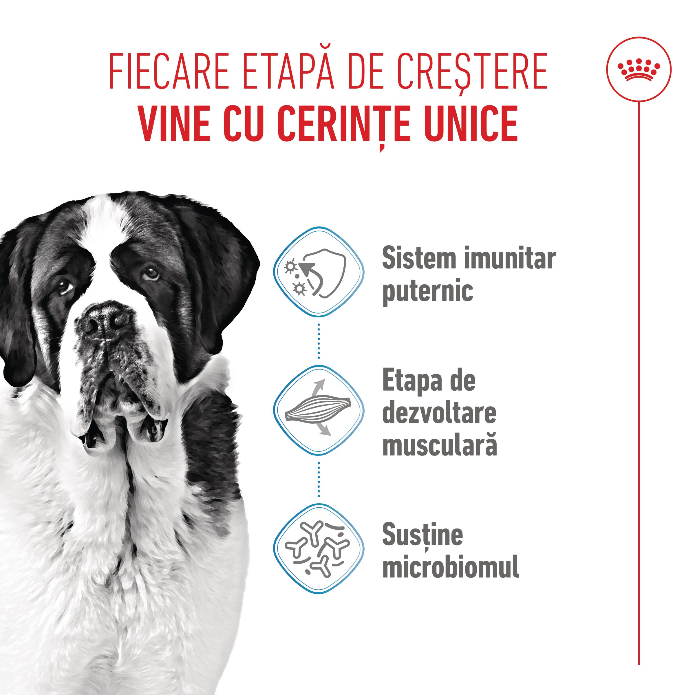 ROYAL CANIN Giant Junior, hrană uscată câini junior, etapa 2 de creștere, 15kg - 3 | YEO