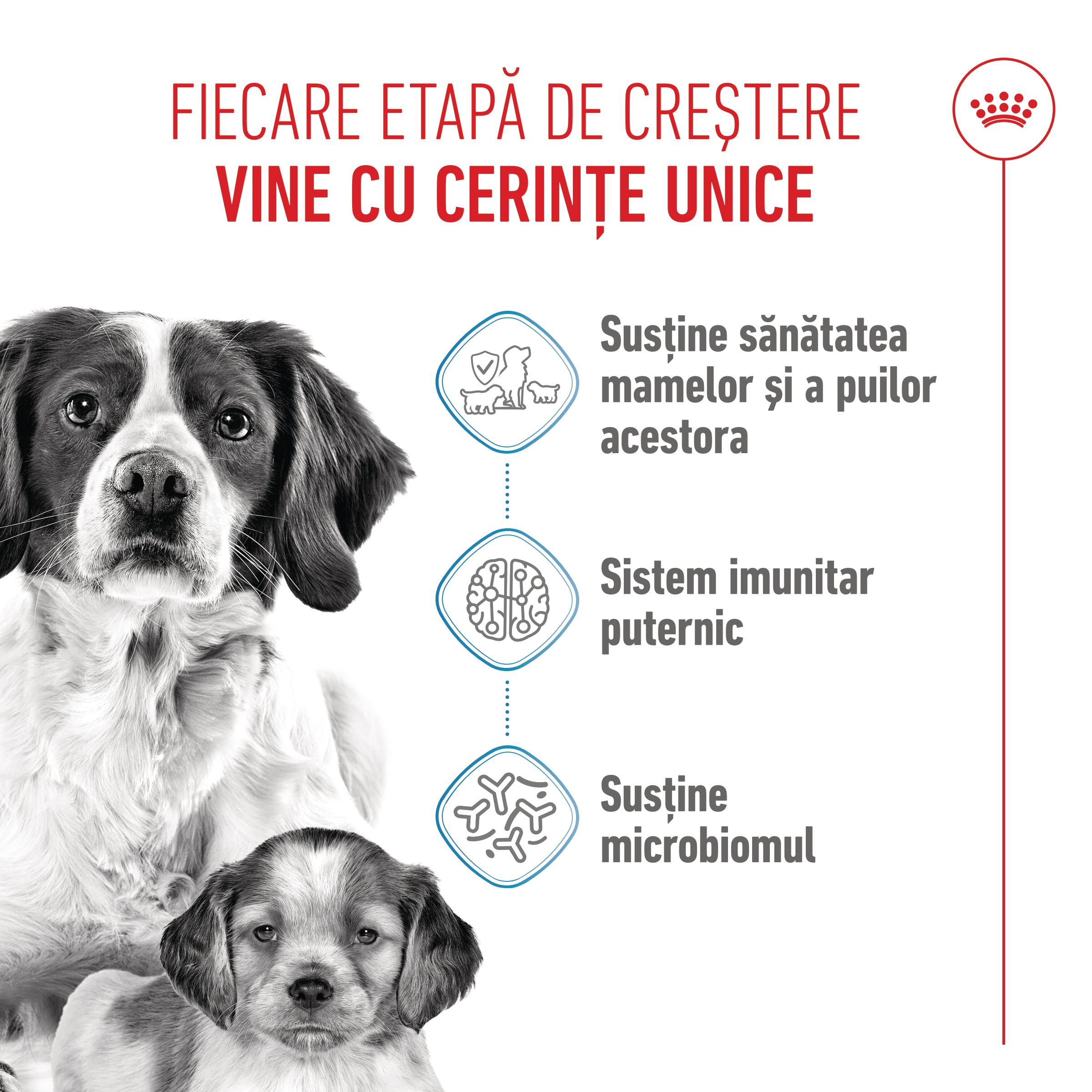 ROYAL CANIN Medium Starter Mother &amp; Babydog, mama și puiul, hrană uscată câini, 4kg