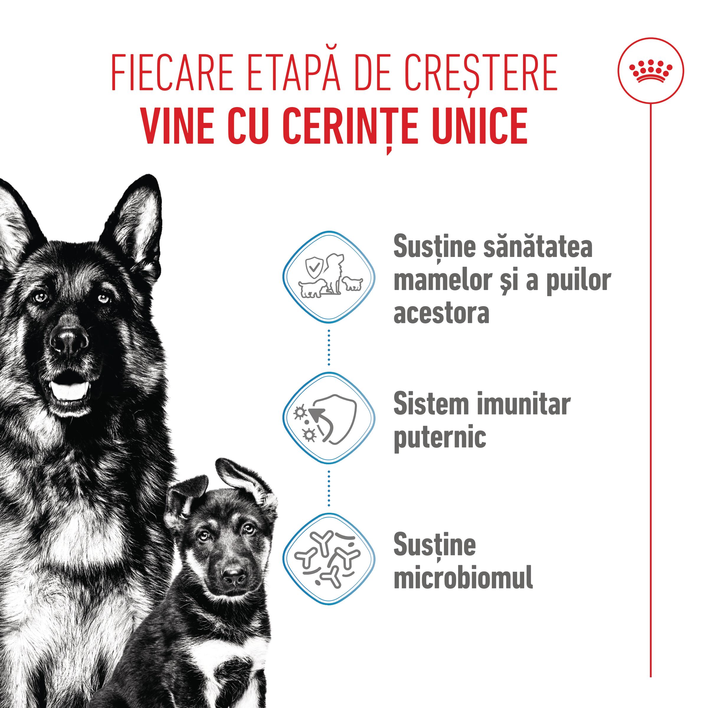ROYAL CANIN Maxi Starter Mother &amp; Babydog, mama și puiul, hrană uscată câini, 4kg