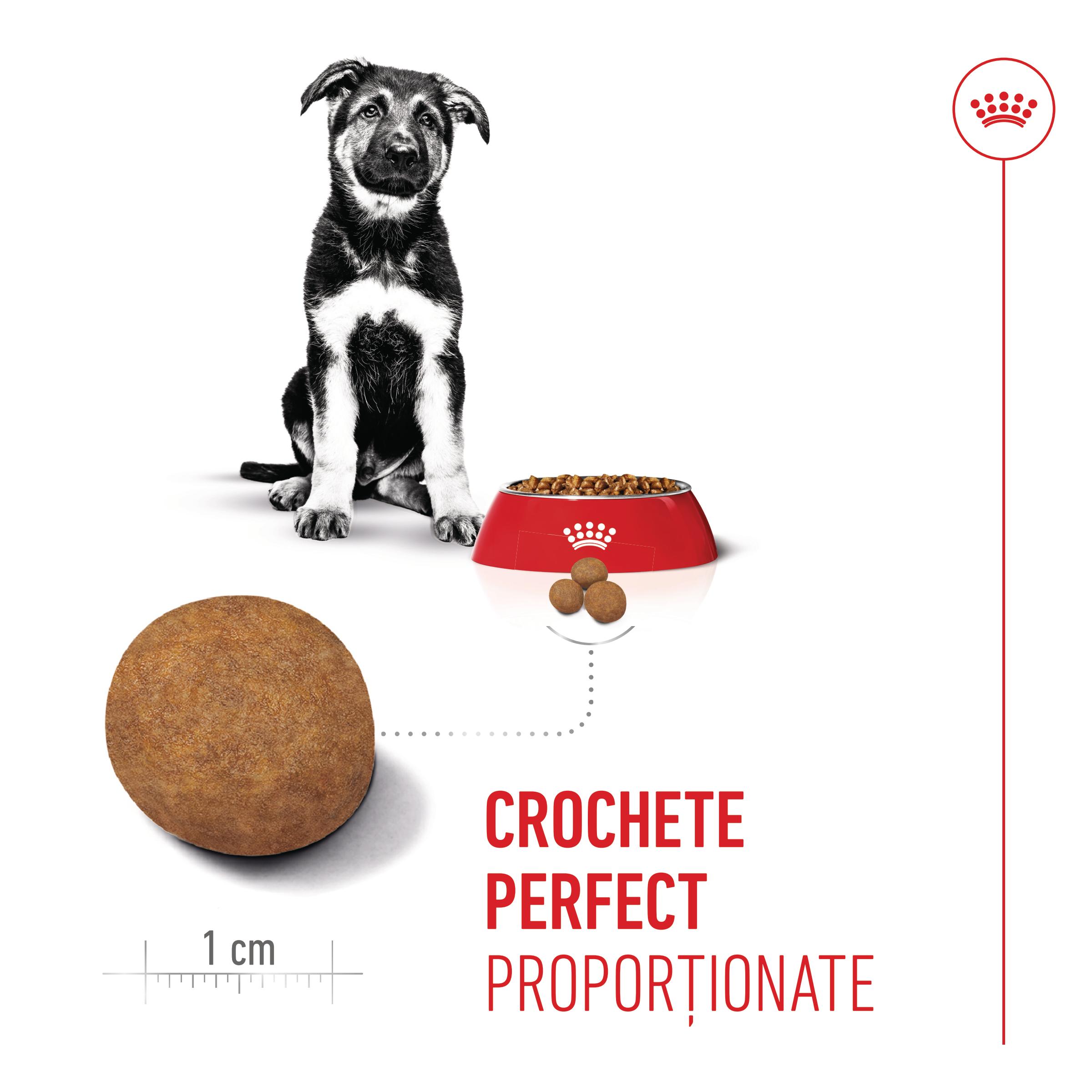 ROYAL CANIN Maxi Puppy, hrană uscată câini junior, 12kg