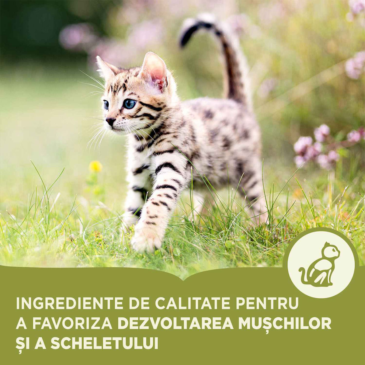 ACANA First Feast, Junior, hrană uscată pisici junior, 1.8kg