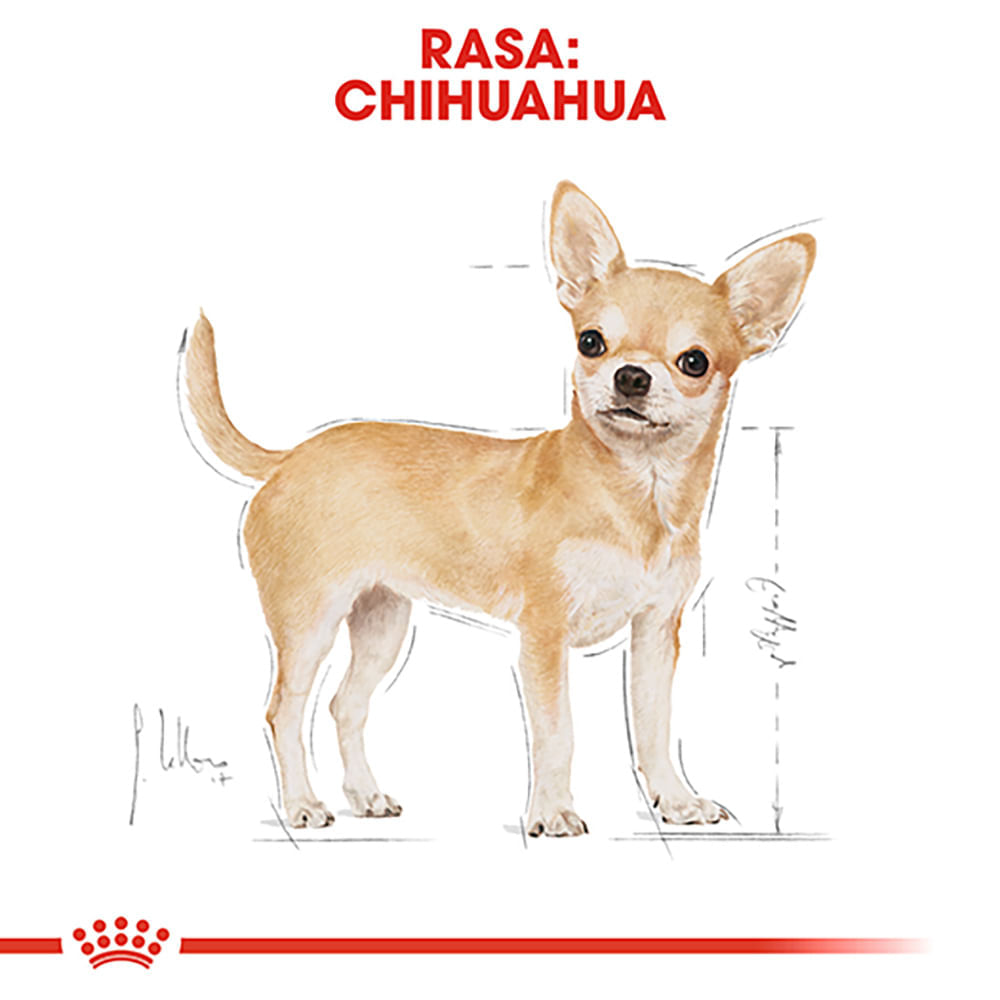 PROMO ROYAL CANIN Chihuahua Adult, hrană uscată câini, 1.5kg + 2buc x 85g plic GRATUIT