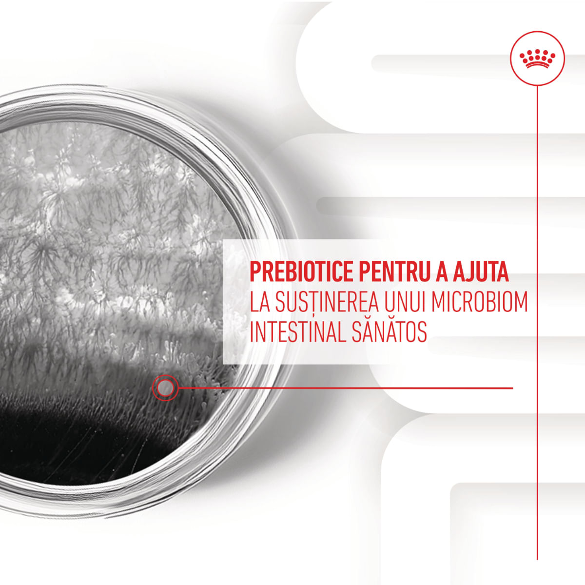 ROYAL CANIN Digestion Chews Adult Supplements, punguță recompense funcționale câini, sistem digestiv, 160g