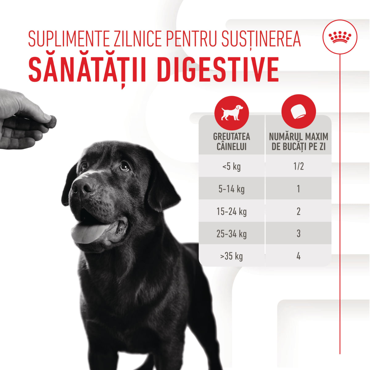 ROYAL CANIN Digestion Chews Adult Supplements, punguță recompense funcționale câini, sistem digestiv, 160g