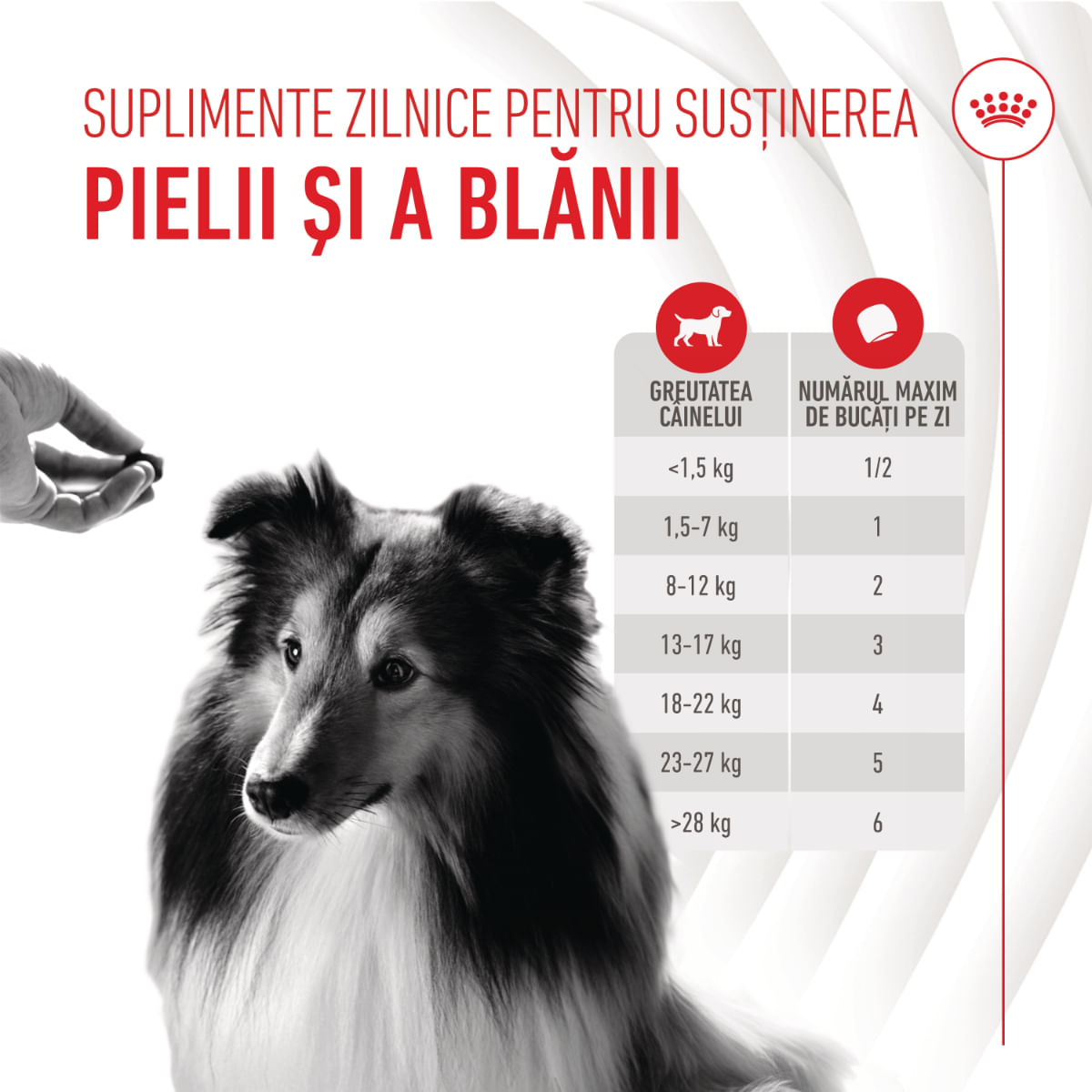 ROYAL CANIN Skin &amp; Coat chews Adult Supplements, punguță recompense funcționale câini, piele &amp; blană, 240g