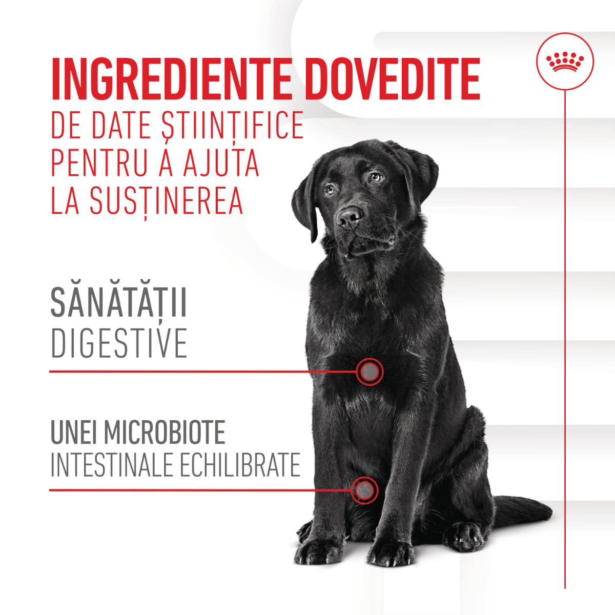 ROYAL CANIN Digestion Chews Adult Supplements, punguță recompense funcționale câini, sistem digestiv, 160g