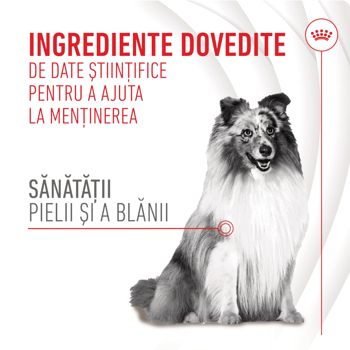 ROYAL CANIN Skin &amp; Coat chews Adult Supplements, punguță recompense funcționale câini, piele &amp; blană, 240g