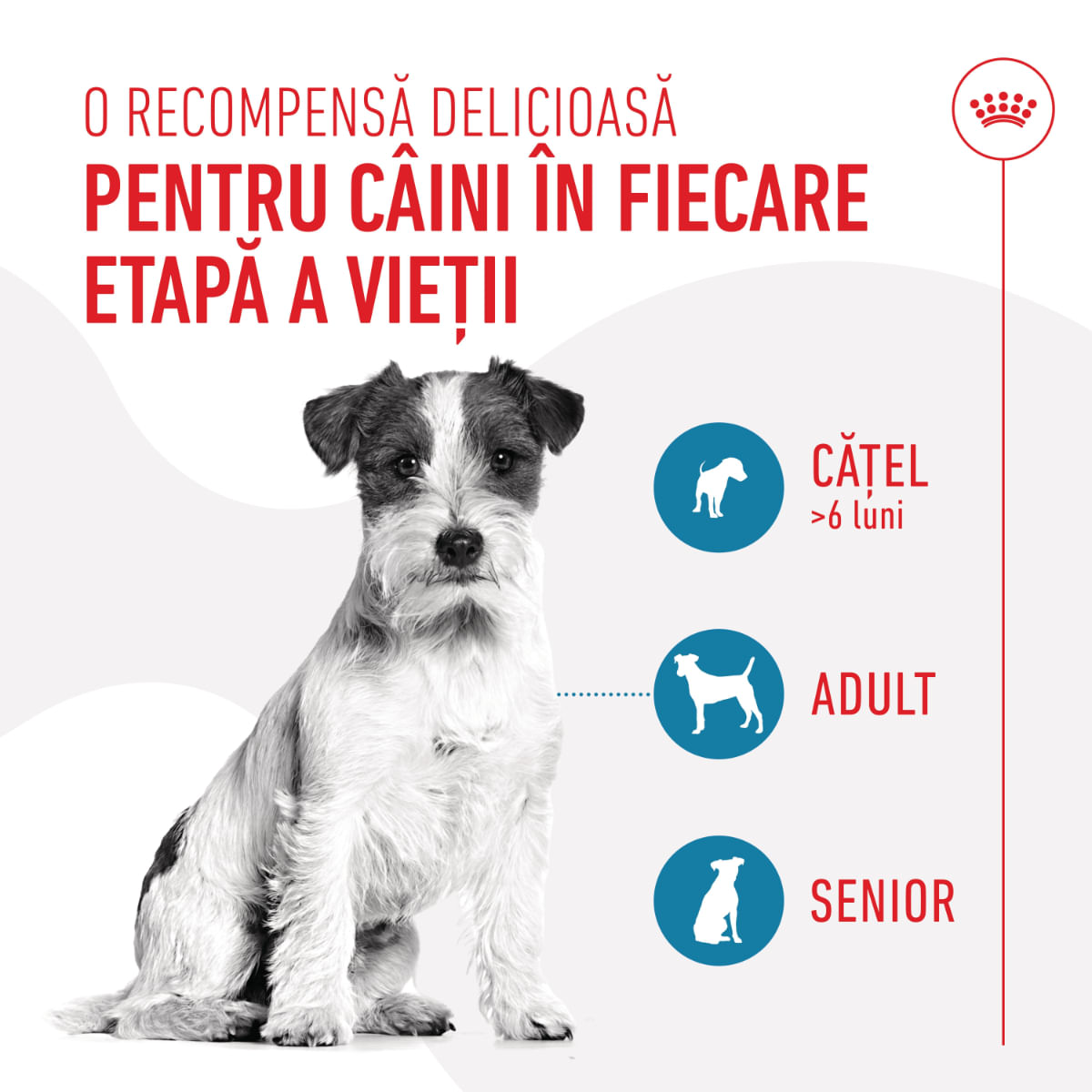 ROYAL CANIN Training Treats, punguță recompense funcționale câini, 110g