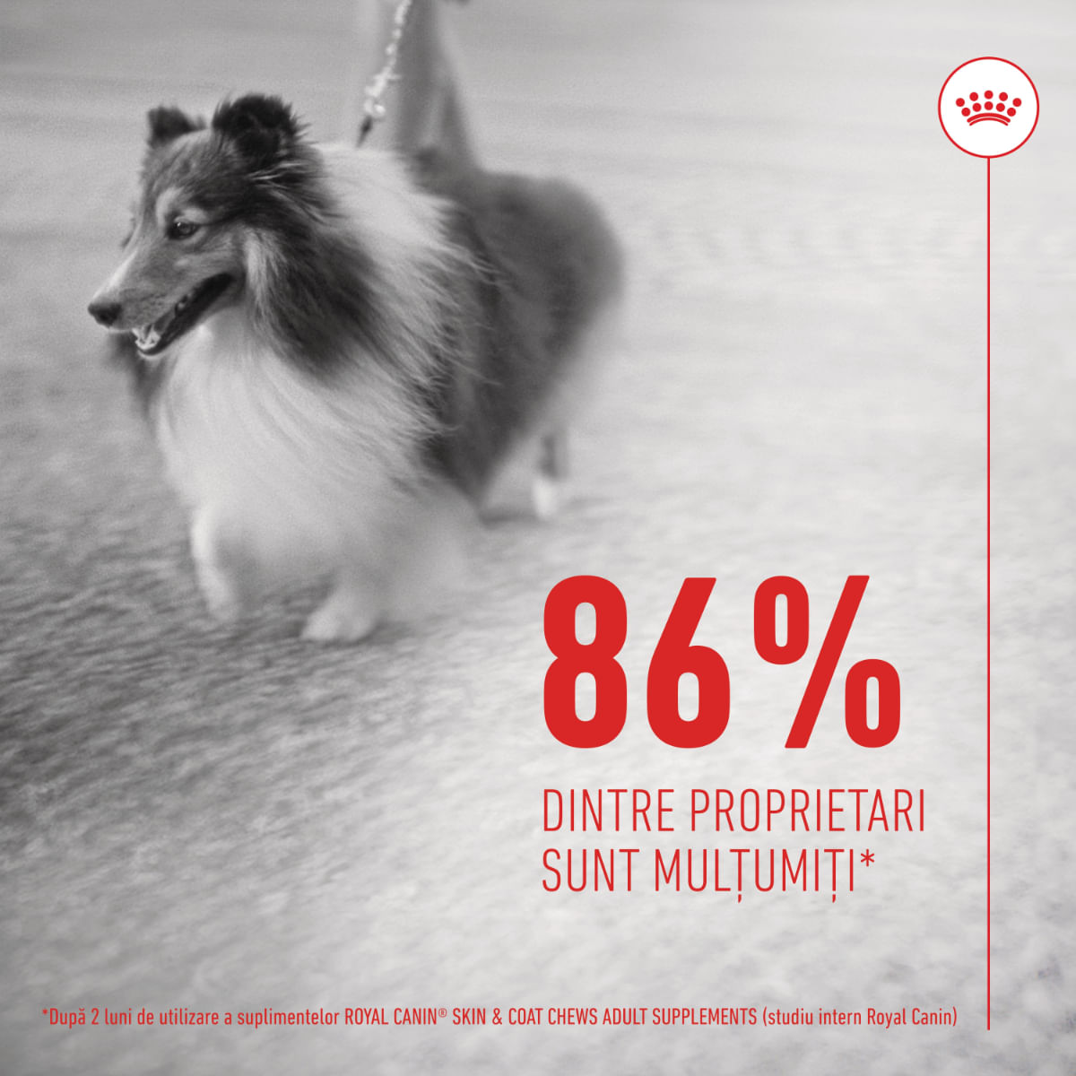 ROYAL CANIN Skin &amp; Coat chews Adult Supplements, punguță recompense funcționale câini, piele &amp; blană, 240g