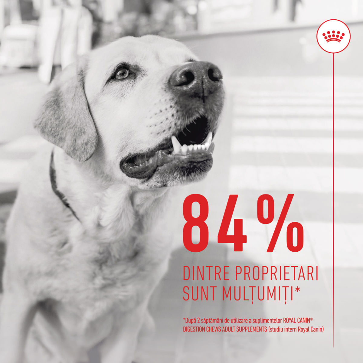 ROYAL CANIN Digestion Chews Adult Supplements, punguță recompense funcționale câini, sistem digestiv, 160g