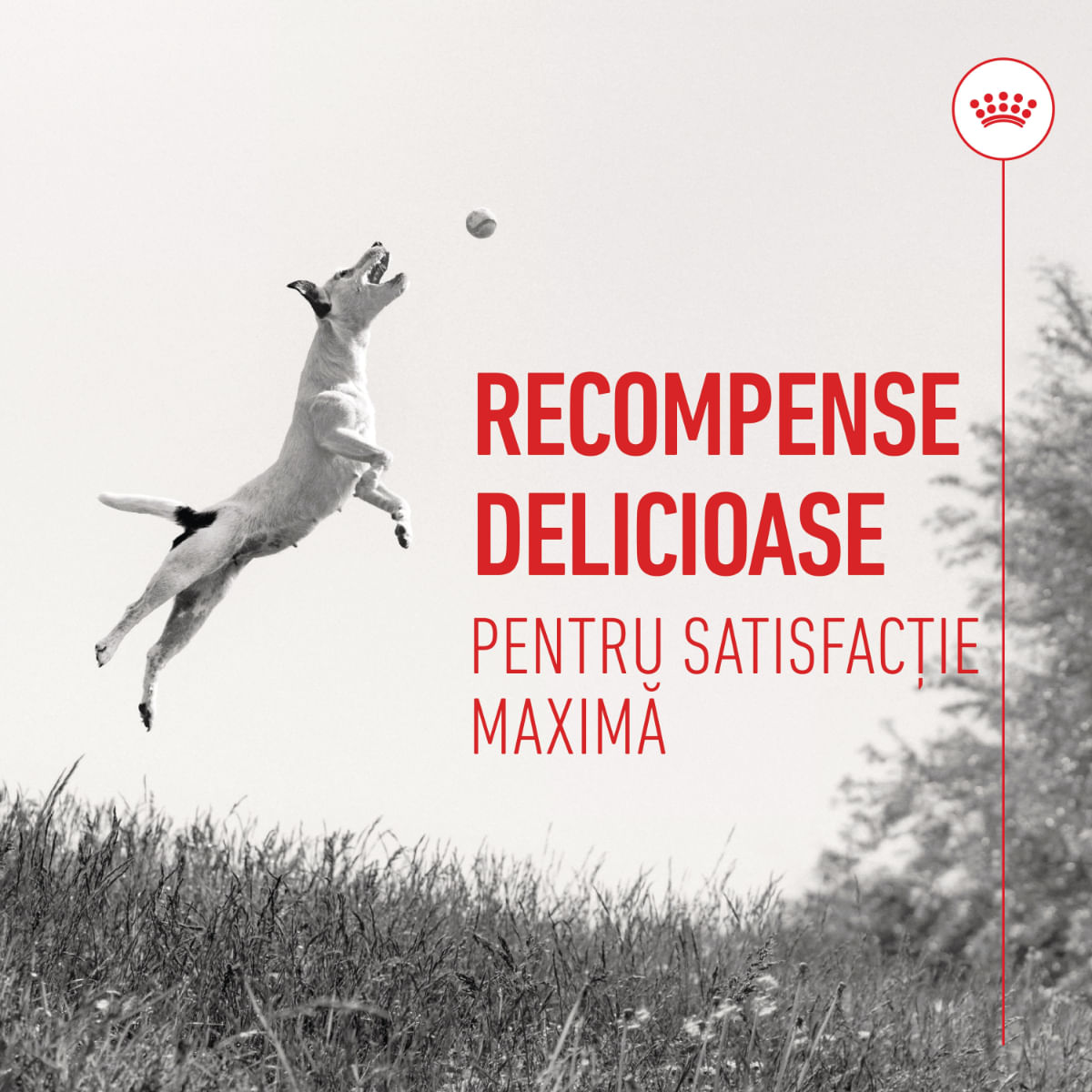 ROYAL CANIN Training Treats, punguță recompense funcționale câini, 110g