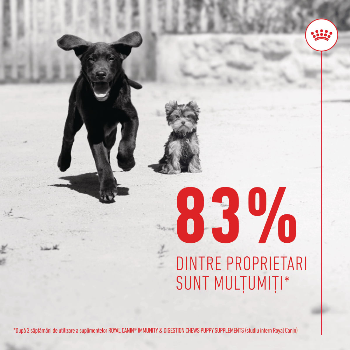 ROYAL CANIN Immunity & Digestion Chews Puppy Supplements, punguță recompense funcționale câini junior, sistem imunitar, sistem digestiv, 100g