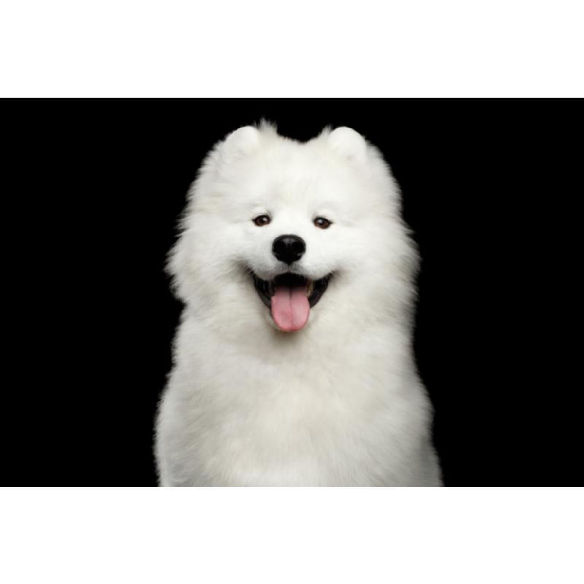 NATURES PROTECTION Superior Care White Dogs, XS-XL, Hering și Ceai verde, punguță recompense funcționale fără cereale câini, sistem imunitar, 150g