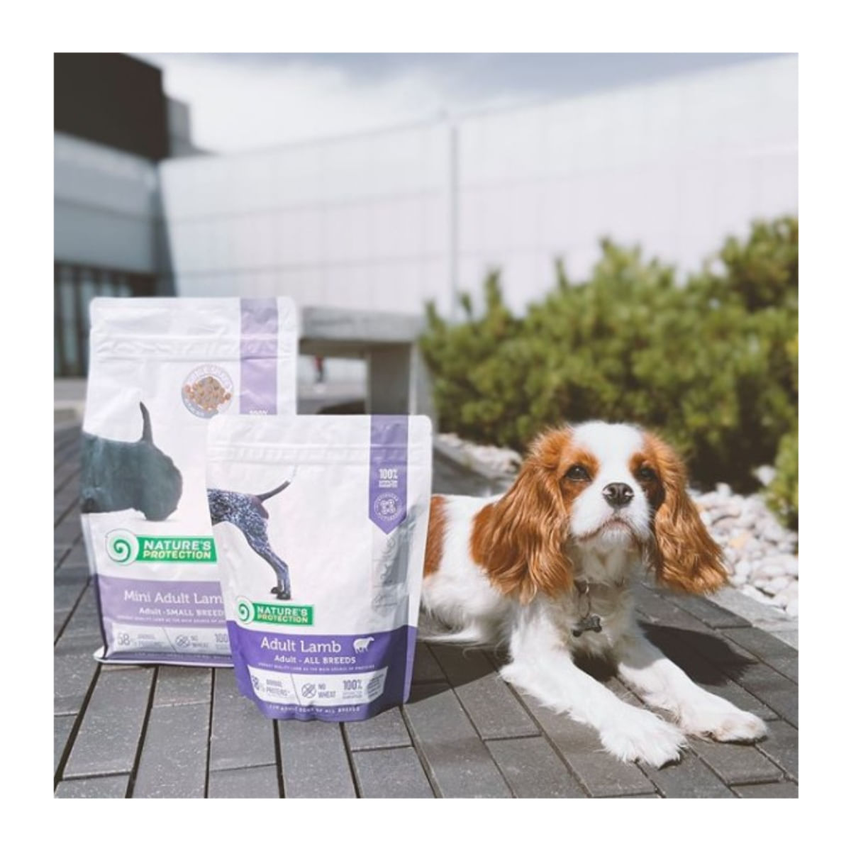 NATURES PROTECTION Mini Adult, XS-S, Miel, hrană uscată câini, 2kg