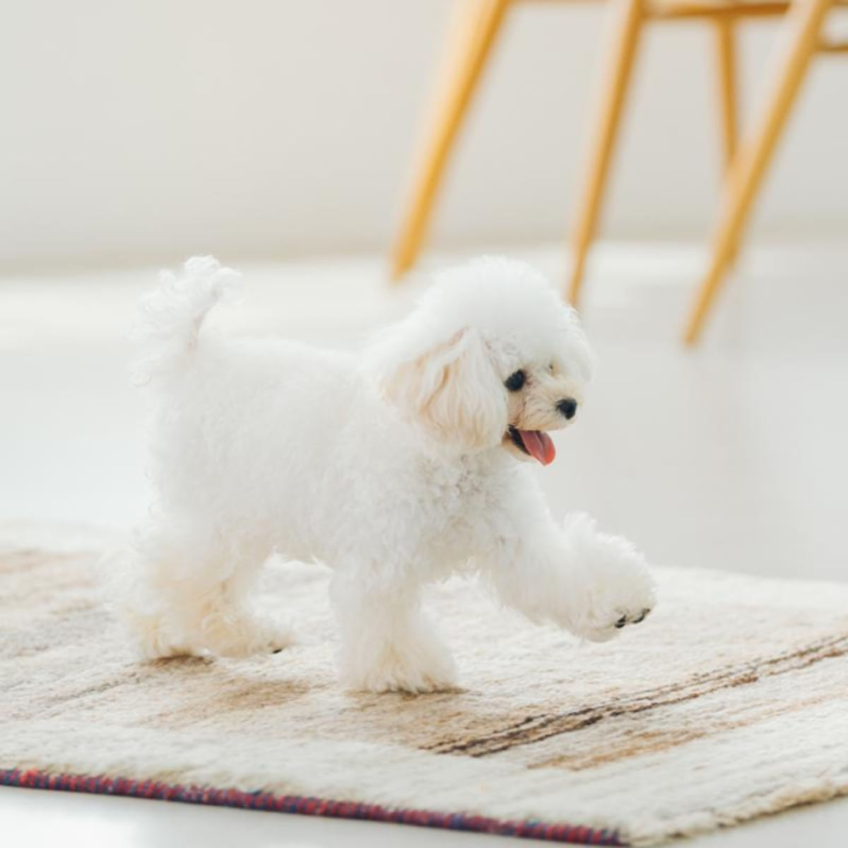 NATURES PROTECTION Superior Care Sensitive Skin &amp; Stomach, XS-XL, Miel, hrană uscată câini, piele &amp; blană, 10kg