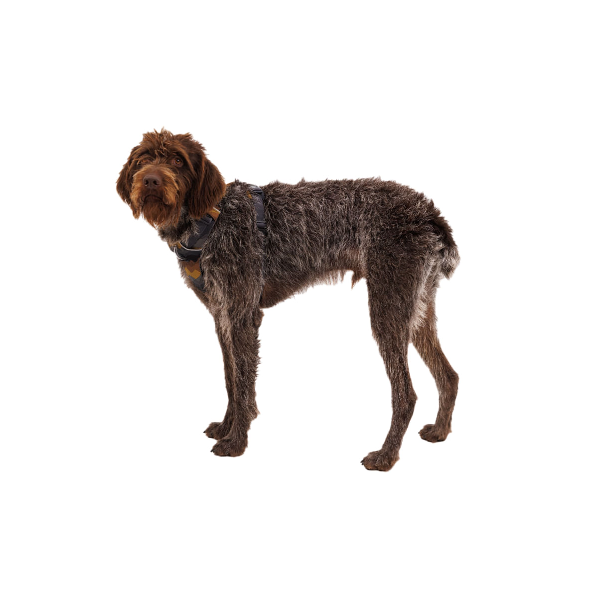 RUFFWEAR Front Rage, ham prindere dublă(piept&spate) dresaj câini, ajustabil, reflectorizant RUFFWEAR Front Rage Moonlight Mountains, ham prindere dublă(piept&spate) dresaj câini, ajustabil, reflectorizant, maro și gri, L-XL(81-107cm) - 2 | YEO