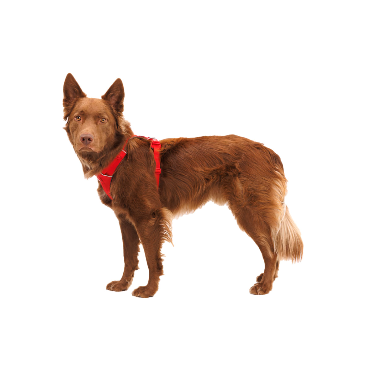 RUFFWEAR Front Rage, ham prindere dublă(piept&spate) dresaj câini, ajustabil, reflectorizant RUFFWEAR Front Rage Red Canyon, ham prindere dublă(piept&spate) dresaj câini, ajustabil, reflectorizant, roșu, S(56-69cm) - 2 | YEO