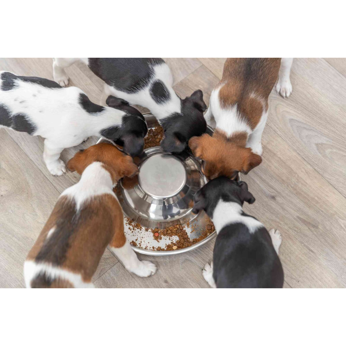 TRIXIE Puppy Bowl, castron câini, rotund, inox, argintiu, M-L(1.4l, ⌀29cm) - 2 | YEO