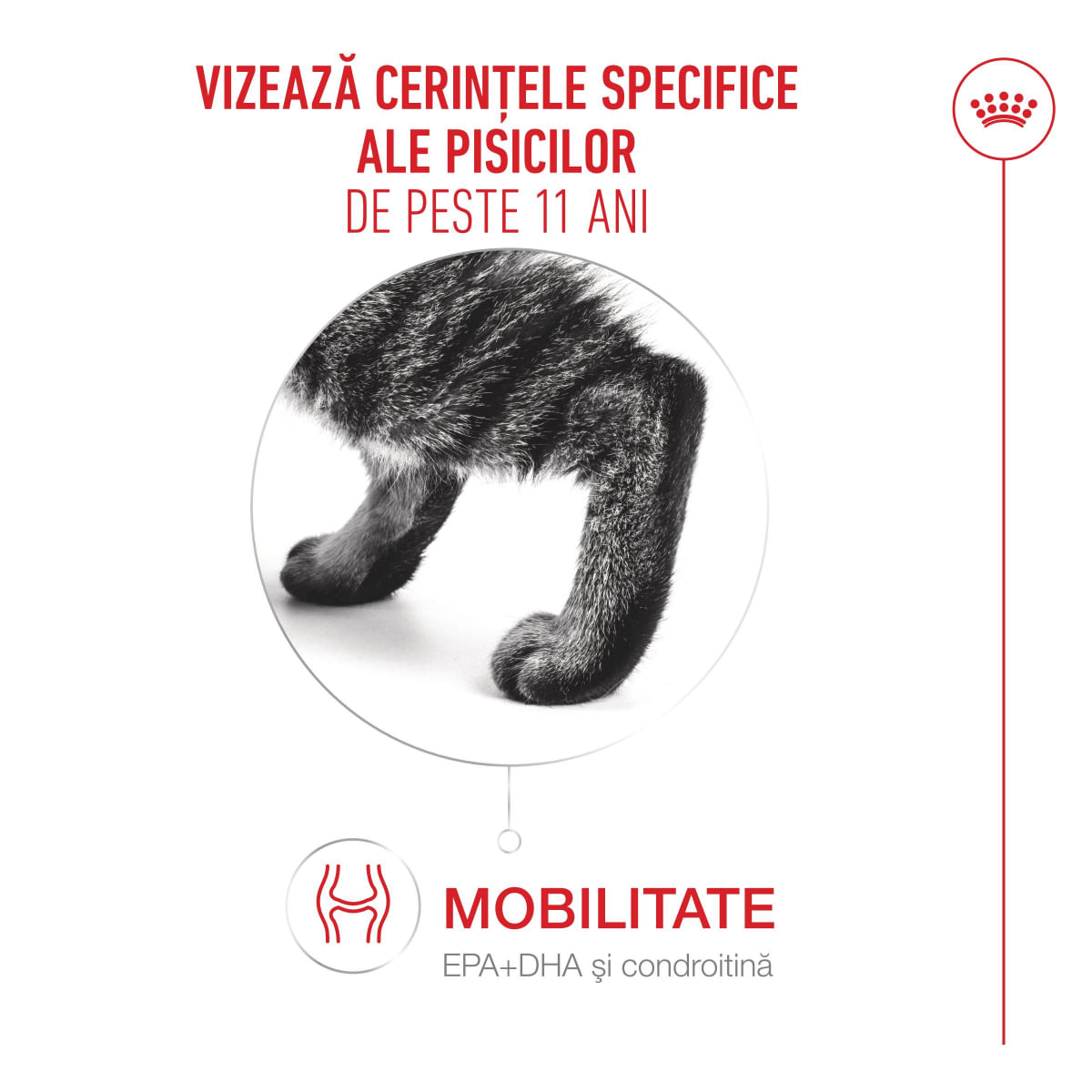 ROYAL CANIN Feline Health Nutrition Healthy Ageing 11+, plic hrană umedă pisici senior, (în sos), bax, 85g x 12buc - 3 | YEO