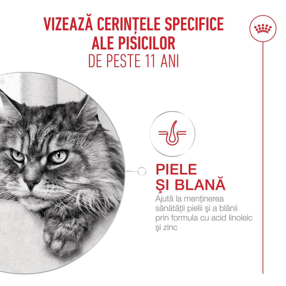ROYAL CANIN Feline Health Nutrition Healthy Ageing 11+, hrană uscată pisici senior, 2kg