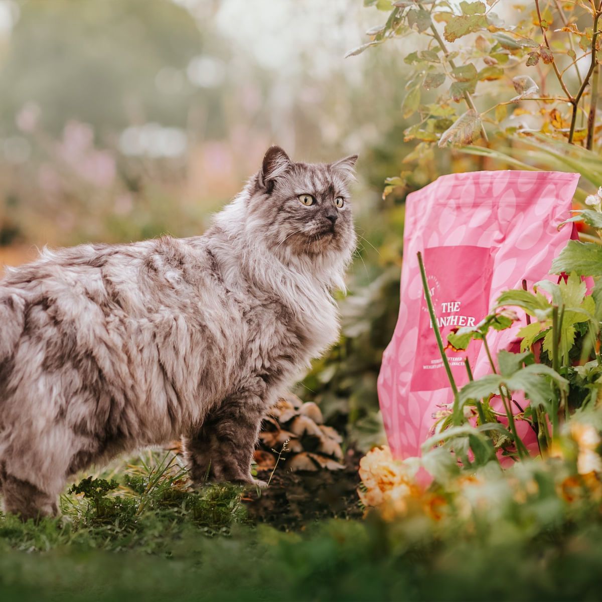 ESSENTIAL Panther, Somon și Pește alb, hrană uscată fără cereale pisici sterilizate senior, 3kg