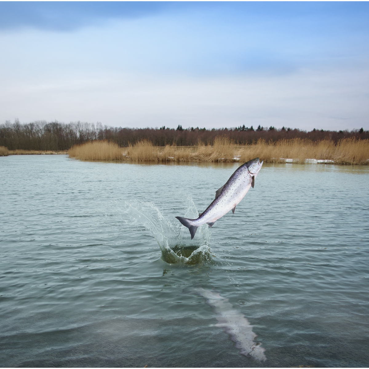 ESSENTIAL Panther, Somon și Pește alb, hrană uscată fără cereale pisici sterilizate senior, 3kg