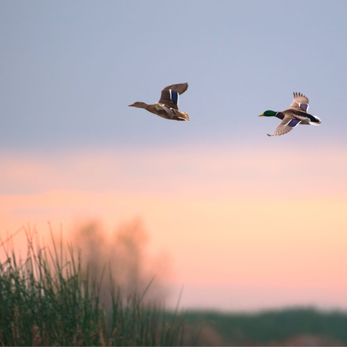 ESSENTIAL Contour, Pui și Rață, hrană uscată fără cereale câini sterilizați, obezitate ESSENTIAL Contour XS-S, Pui și Rață, hrană uscată fără cereale câini sterilizați, obezitate, 2.5kg