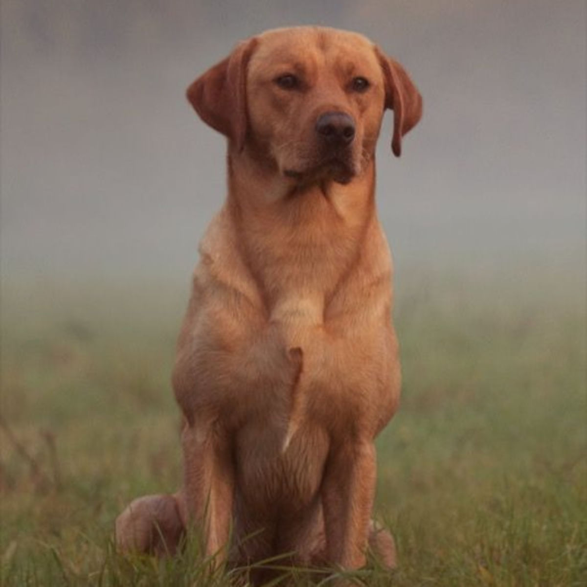 ESSENTIAL Contour, Pui și Rață, hrană uscată fără cereale câini sterilizați, obezitate ESSENTIAL Contour, M-XL, Pui și Rață, hrană uscată fără cereale câini sterilizați, obezitate, 10kg