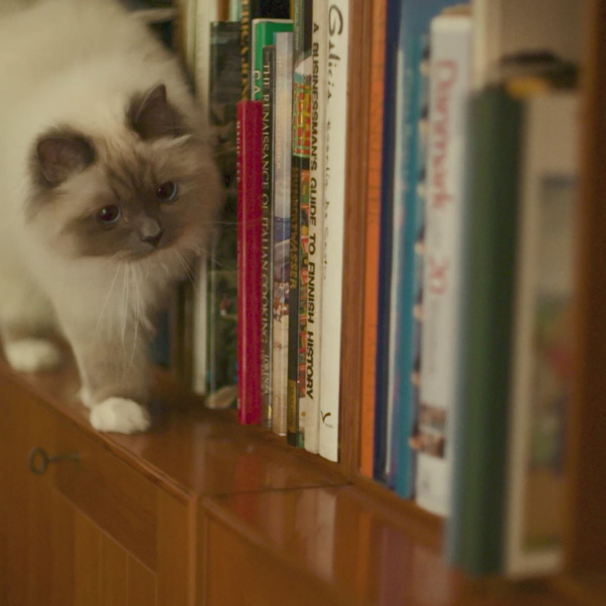 ESSENTIAL Panther, Somon și Pește alb, hrană uscată fără cereale pisici sterilizate senior, 1.5kg