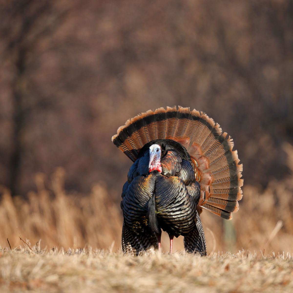 ESSENTIAL Highland Living, Curcan și Somon, hrană uscată fără cereale câini ESSENTIAL Highland Living, XS-S, Curcan și Somon, hrană uscată fără cereale câini, 2.5kg