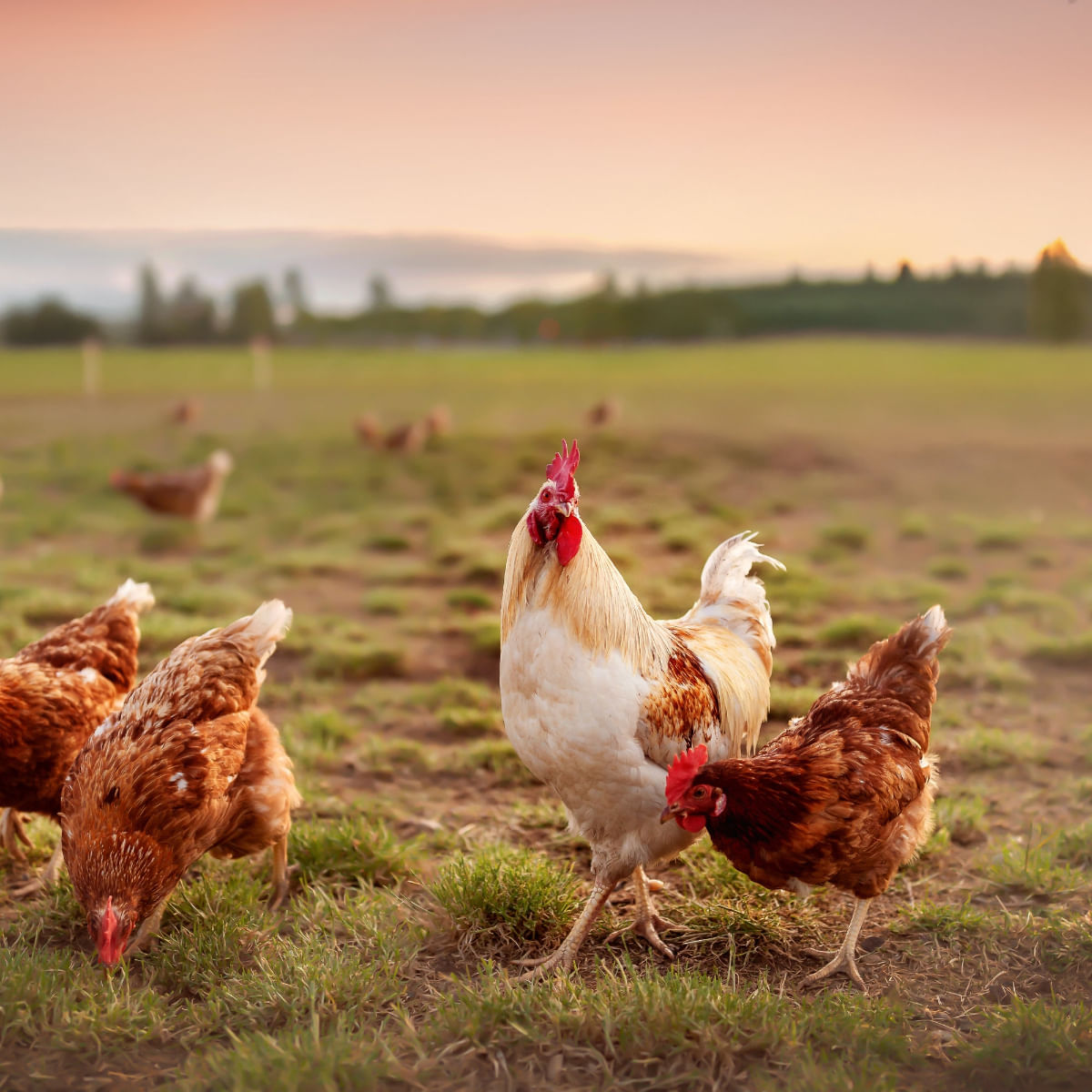 ESSENTIAL Jaguar, Rață și Pui, hrană uscată fără cereale pisici, 1.5kg