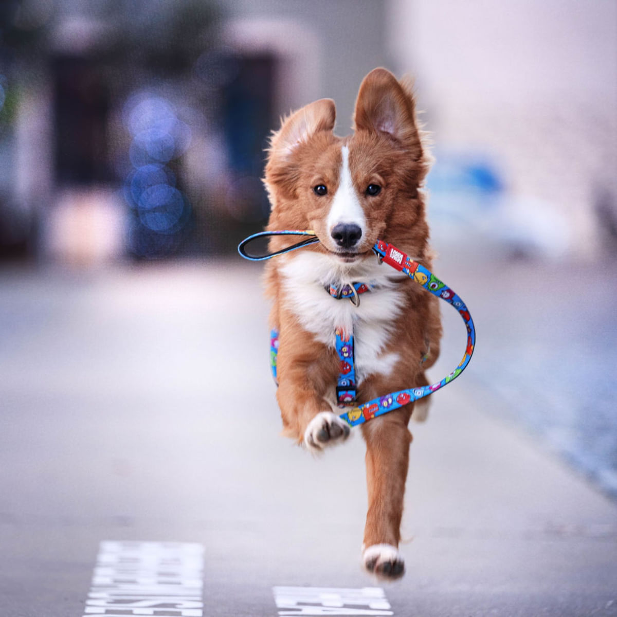 MAX &amp; MOLLY Little Monsters, ham prindere dublă(piept&amp;spate) câini, poliester, albastru, cataramă trident, S(43-53 x 1.5cm)