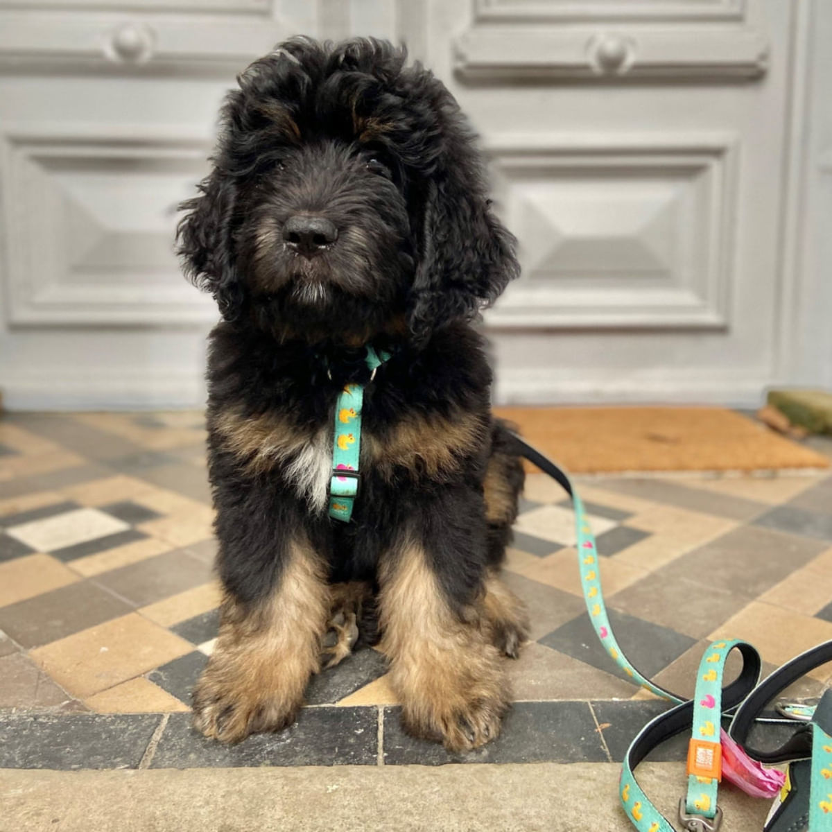 MAX &amp; MOLLY Ducklings, ham prindere dublă(piept&amp;spate) câini, poliester, albastru, cataramă trident, S(43-53 x 1.5cm)