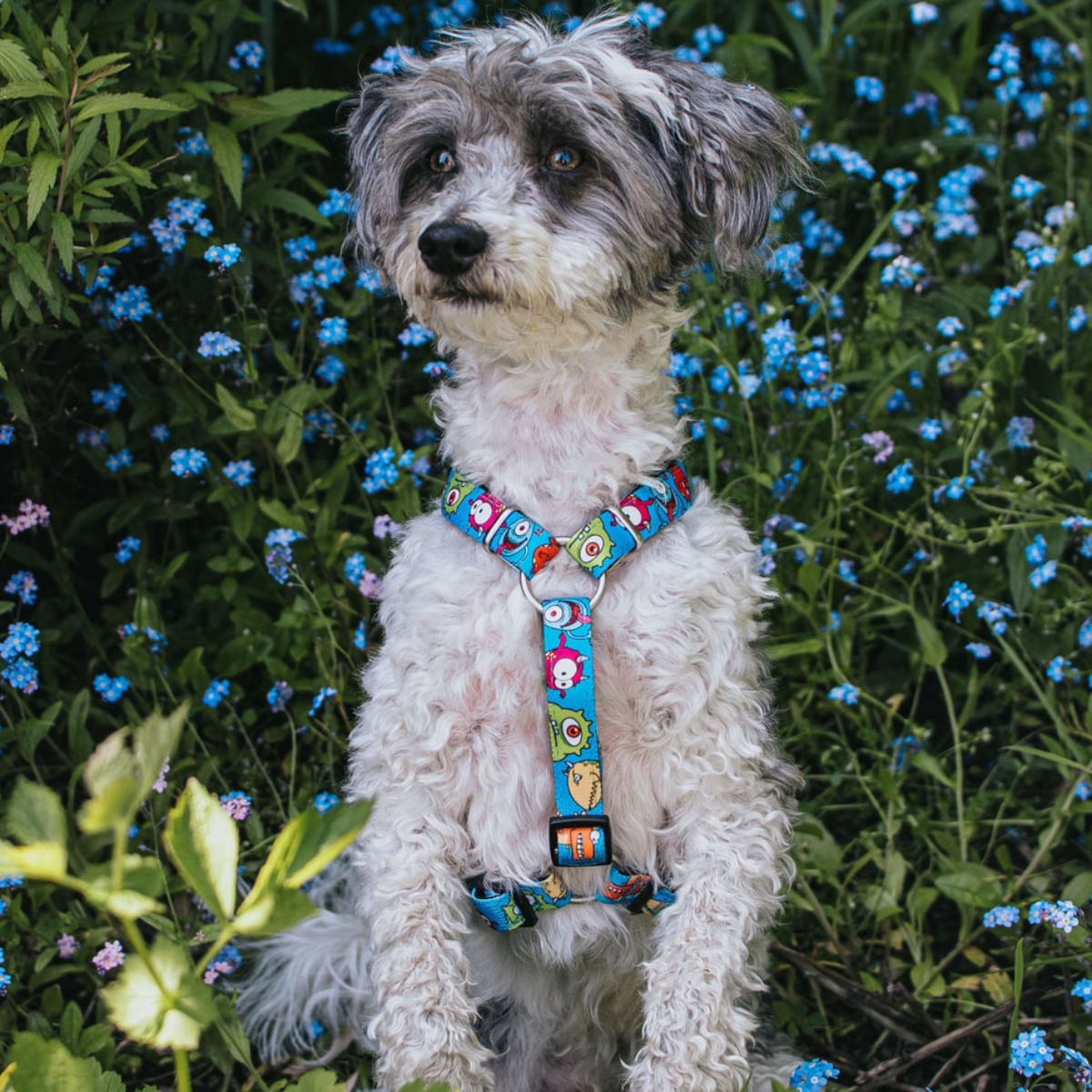 MAX &amp; MOLLY Little Monsters, ham prindere dublă(piept&amp;spate) câini, poliester, albastru, cataramă trident, S(43-53 x 1.5cm)