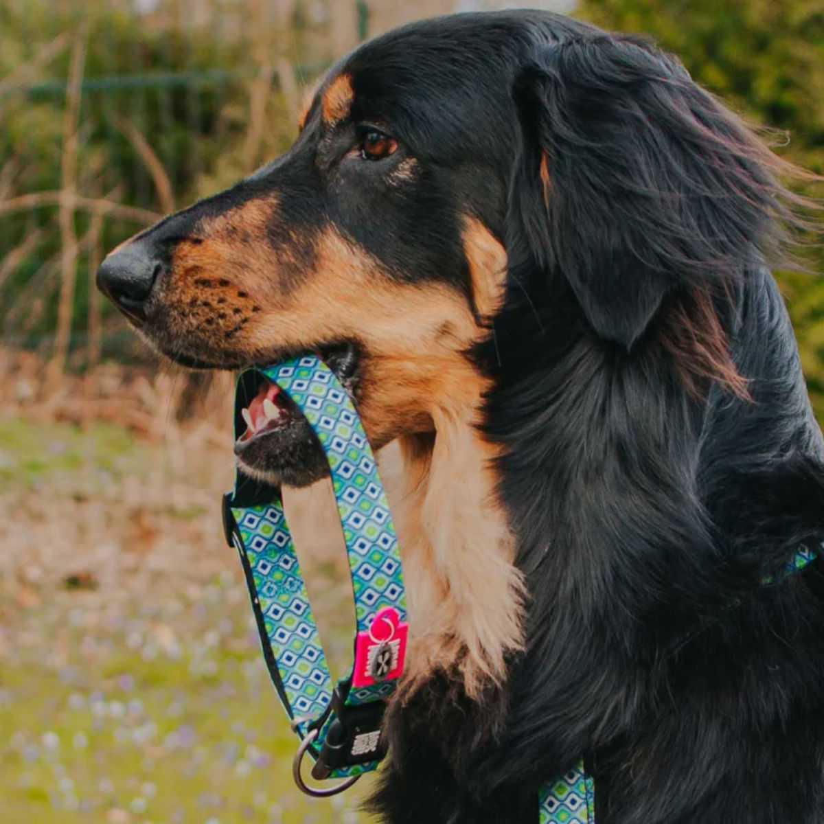 MAX &amp; MOLLY Smart ID Retro Blue, zgardă câini, ajustabilă, poliester, bleu, cataramă trident, M(34-55 x 2cm)