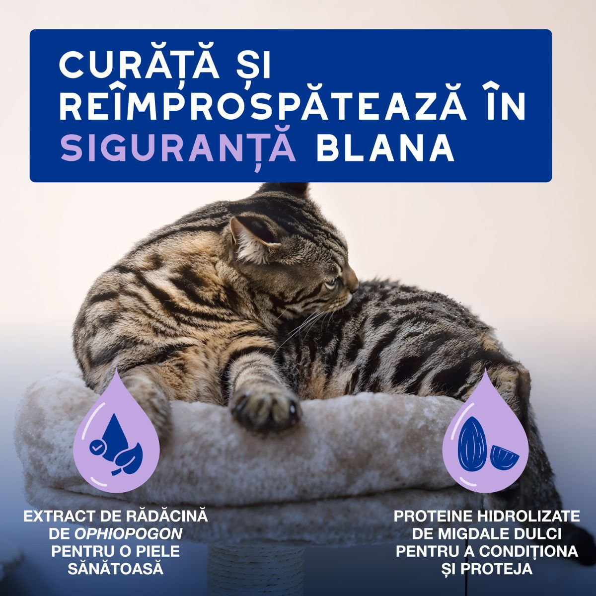 DOUXO SPA Low-Stress Refresh Mousse, șampon spumă pisici, fără clătire, hidratantă, Vanilie și Nucă de cocos, flacon cu aplicator, 150ml