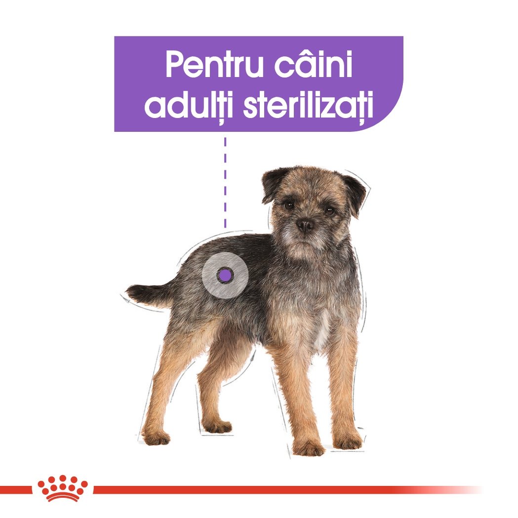 Royal Canin Sterilised Adult, hrană umedă câini sterilizați, (pate) Royal Canin Sterilised Adult, bax hrană umedă câini sterilizați, (pate), 85g x 12